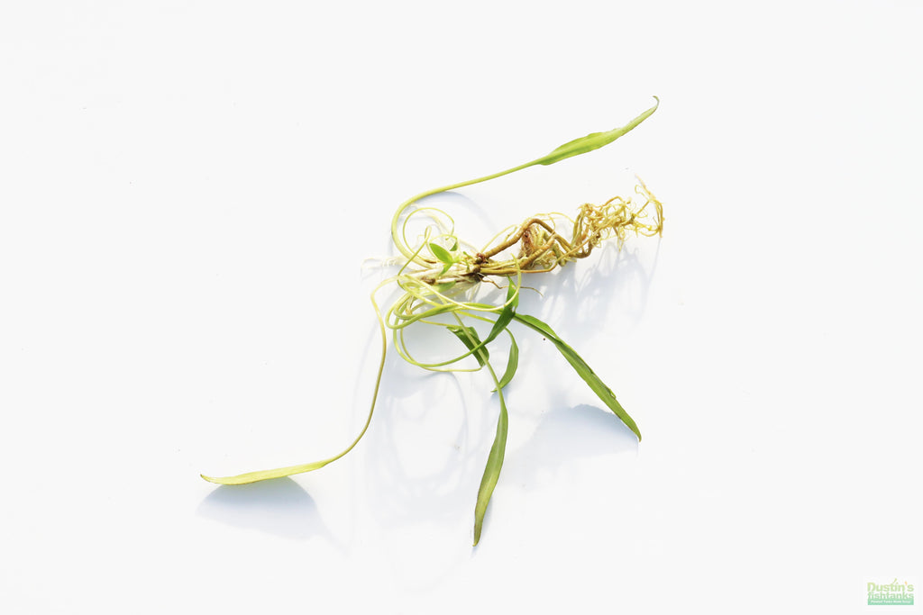 Cryptocoryne Aquarium Plant Pack product image 13