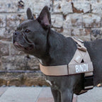 Adjustable Grab-Handle Dog Harness product image 61