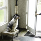Elevated Dog Training Platform product image 2
