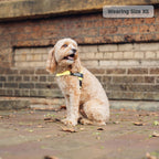 Adjustable Grab-Handle Dog Harness product image 28