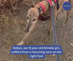 Greyhound and Whippet Dog Boots product image 51