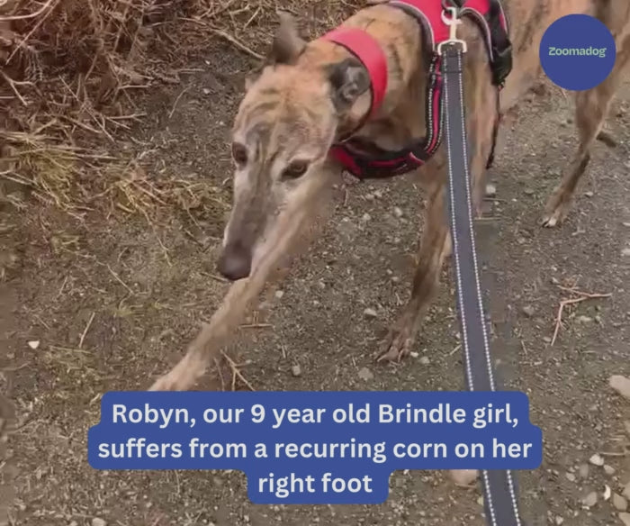 Greyhound and Whippet Dog Boots product image 51