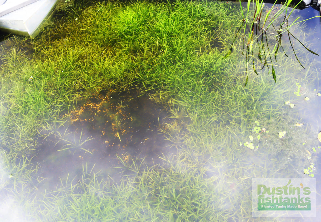 Live Dwarf Sagittaria Aquarium Plant product image 28