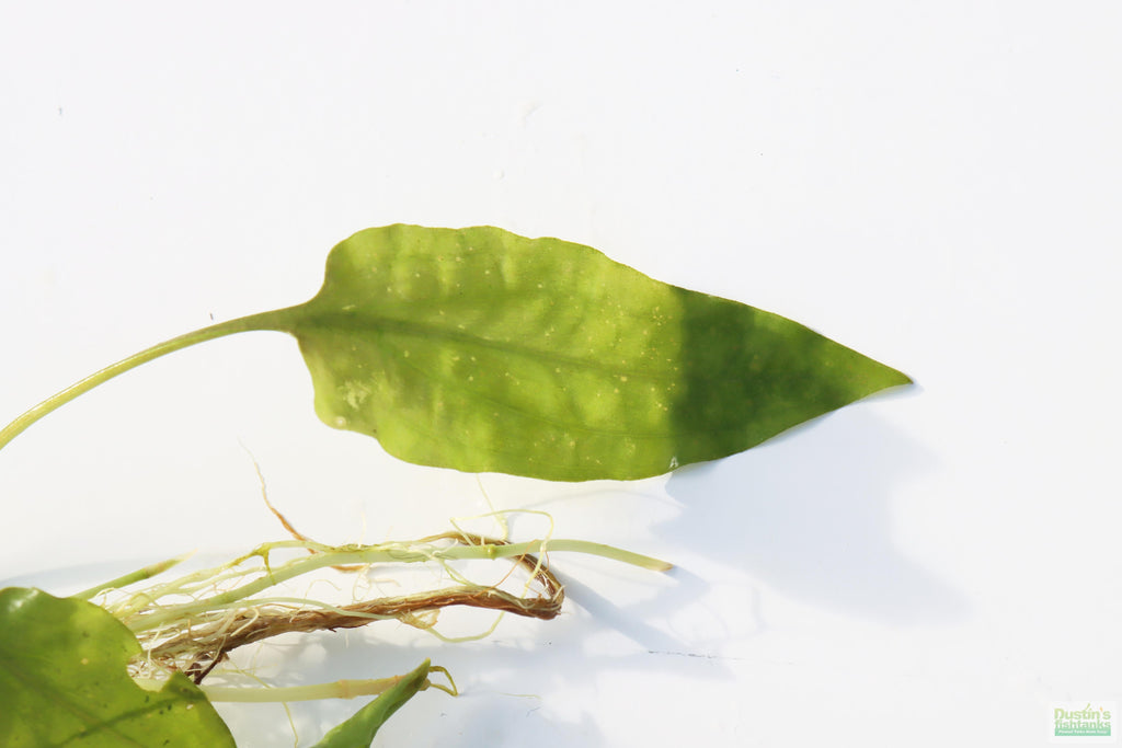 Cryptocoryne Aquarium Plant Pack product image 21
