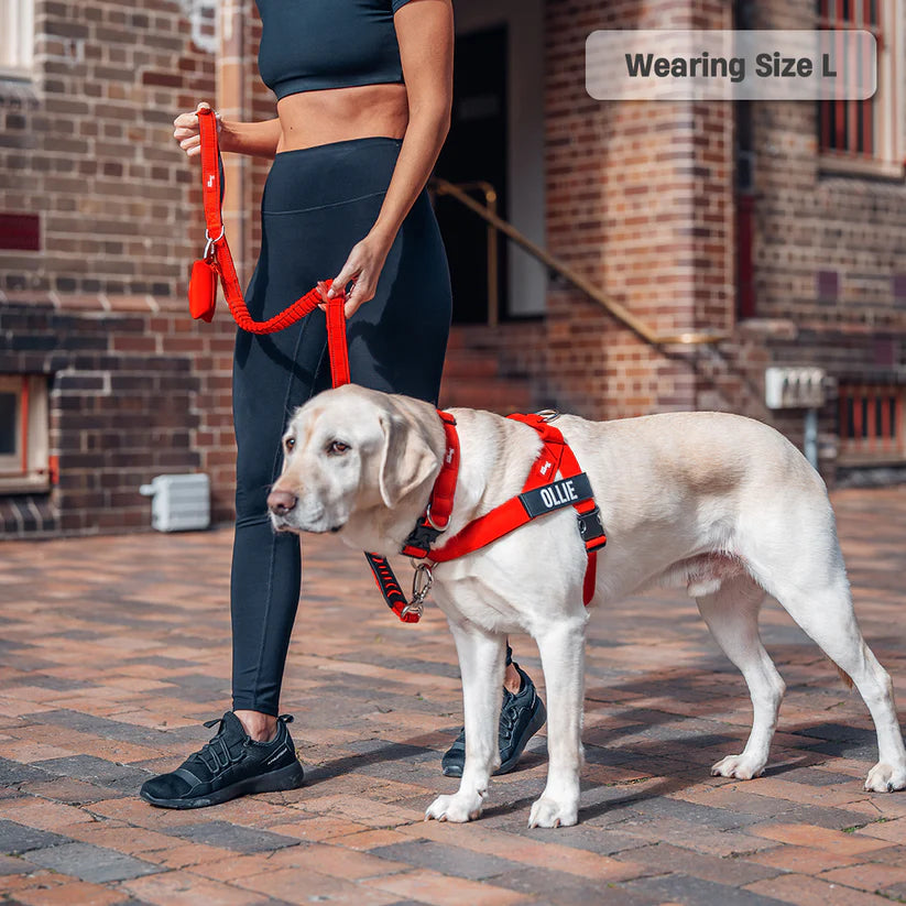 Adjustable Grab-Handle Dog Harness product image 34