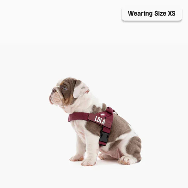 Adjustable Grab-Handle Dog Harness product image 75