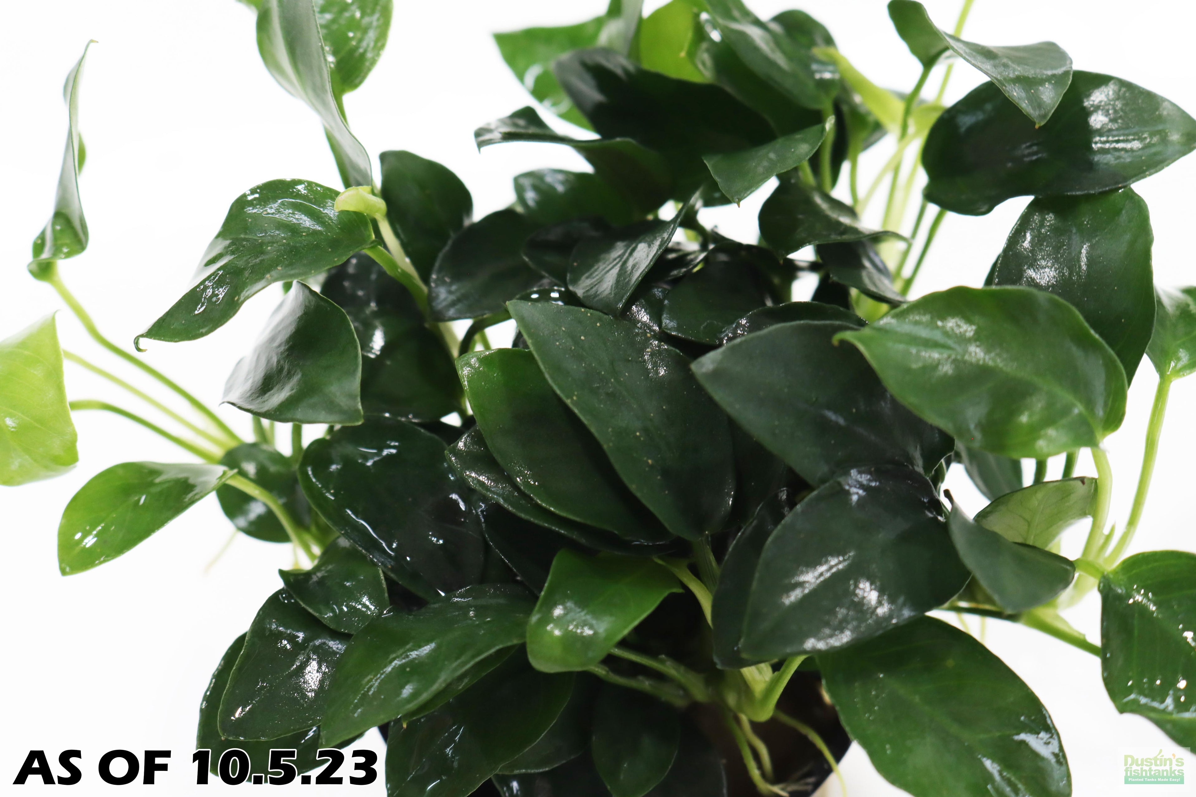 Live Anubias Nana Petite Aquarium Plant product image 8