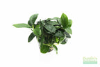 Live Anubias Nana Petite Aquarium Plant product image 46