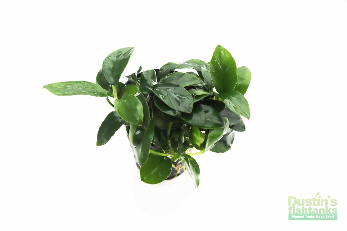 Live Anubias Nana Petite Aquarium Plant product image 46