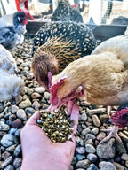 Chicken Layer Feed product image 6