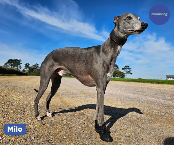 Greyhound and Whippet Dog Boots product image 27