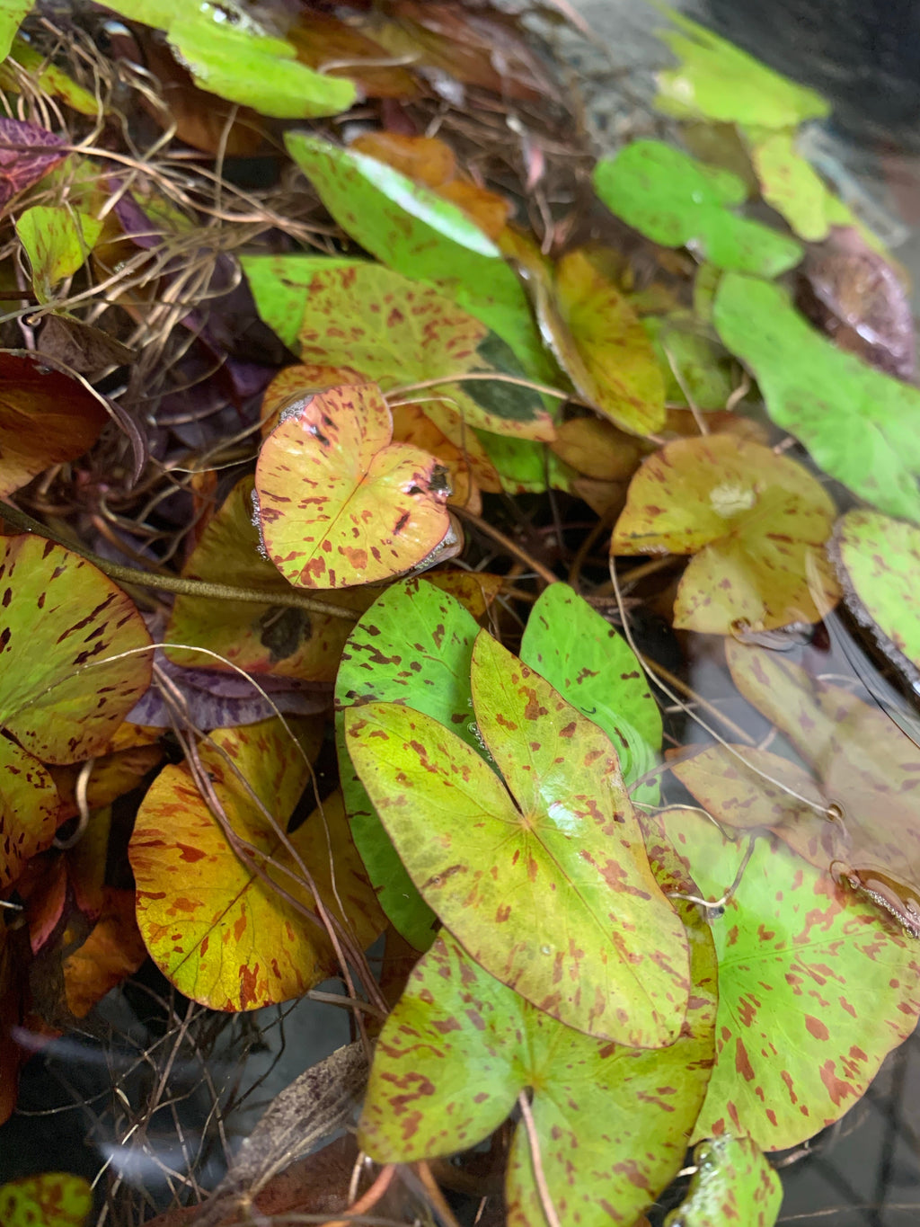 Live Tiger Lotus Aquarium Bulb product image 12