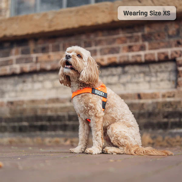 Adjustable Grab-Handle Dog Harness product image 38