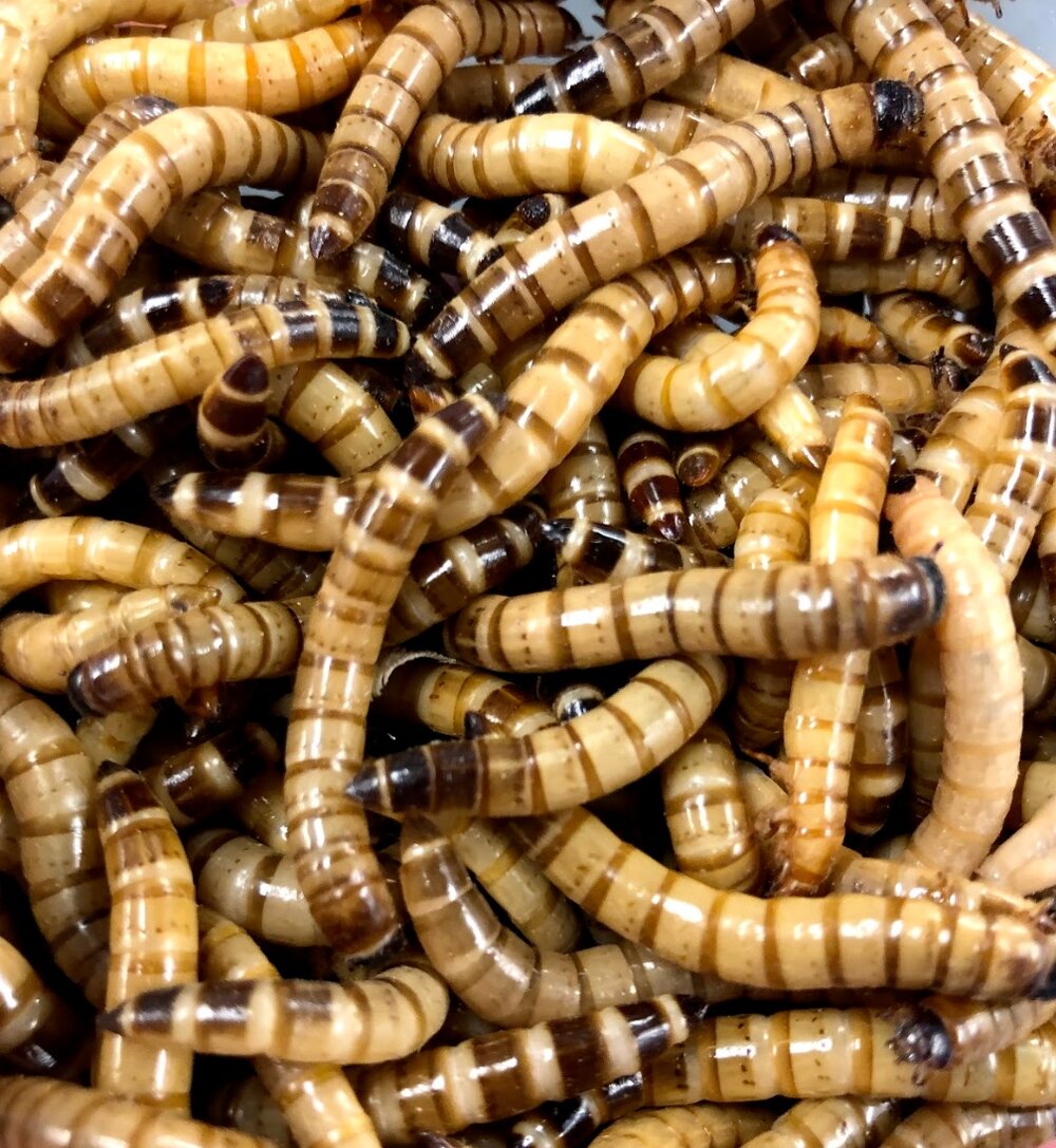 Live Superworm Feeder Insects, 50 / Large (1"-1.5")