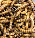 Live Superworm Feeder Insects, 50 / Large (1"-1.5")