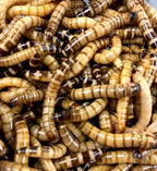 Live Superworm Feeder Insects product image 2
