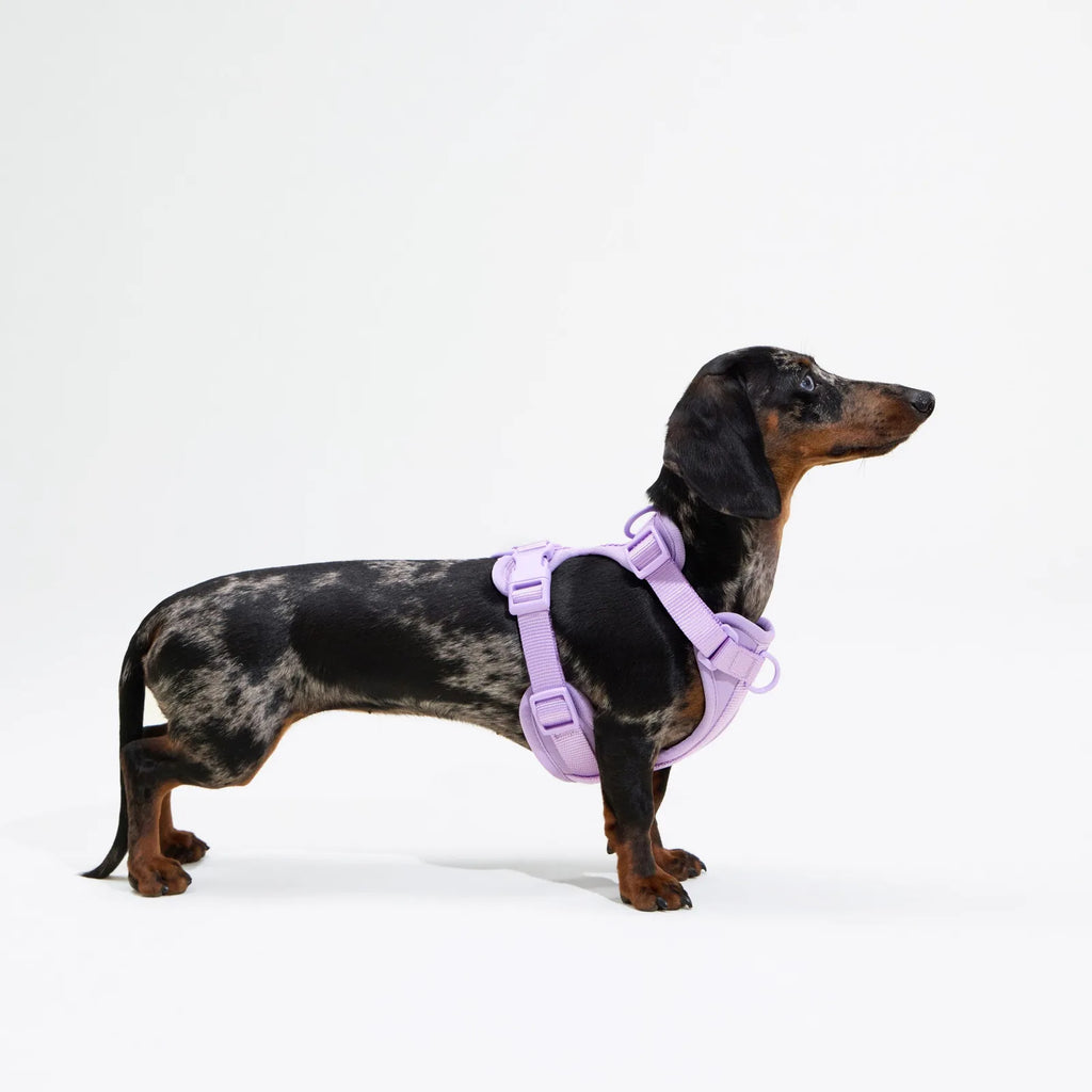 Adjustable dachshund dog harness with cushioned lightweight fit, product image 3