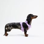 Adjustable dachshund dog harness with cushioned lightweight fit, product image 3