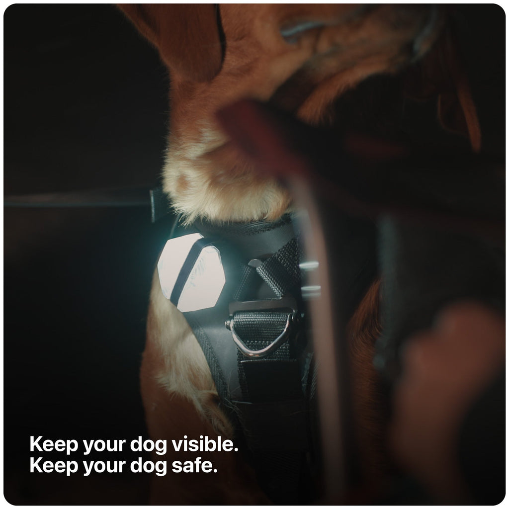 Rechargeable Dog Safety Light product image 2