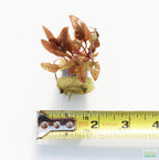 Cryptocoryne Aquarium Plant Pack product image 23
