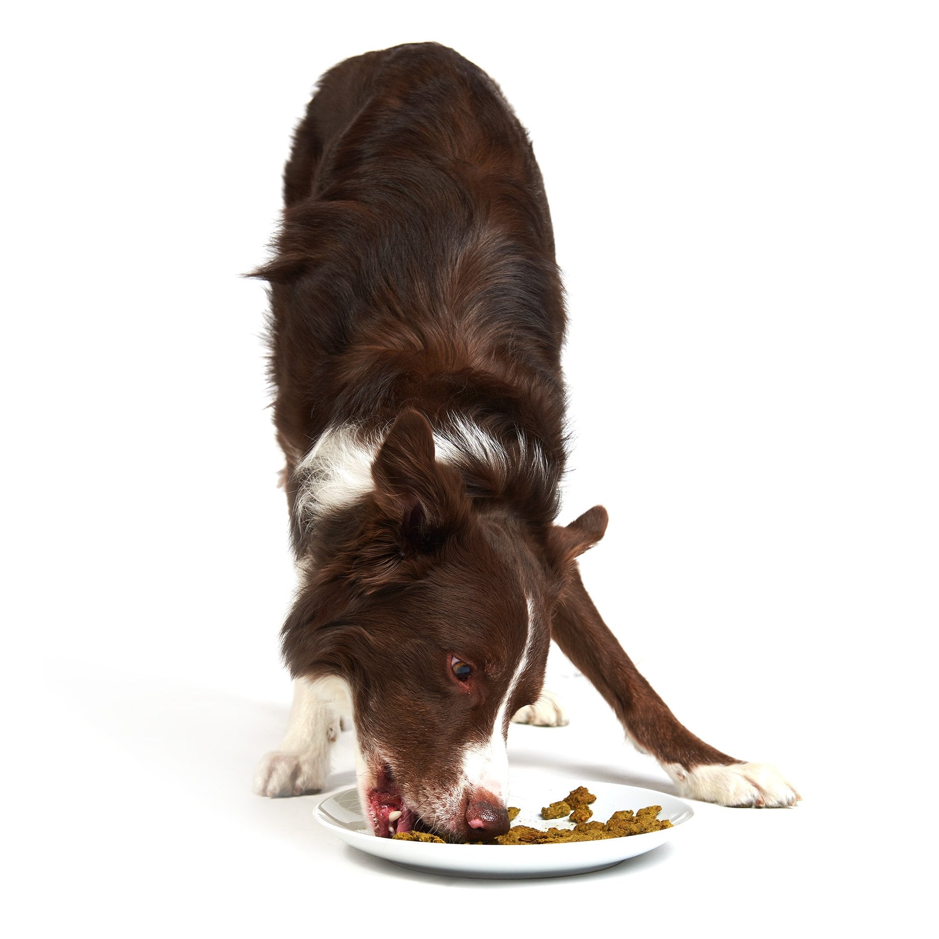 Whole-Food Chunky Chicken Dog Food product image 7