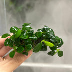 Aquatic Plant Anubias White Nana Petite on Nutripad for Nano Aquariums and Detailed Aquascapes