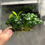Aquatic Plant Anubias White Nana Petite on Nutripad for Nano Aquariums and Detailed Aquascapes