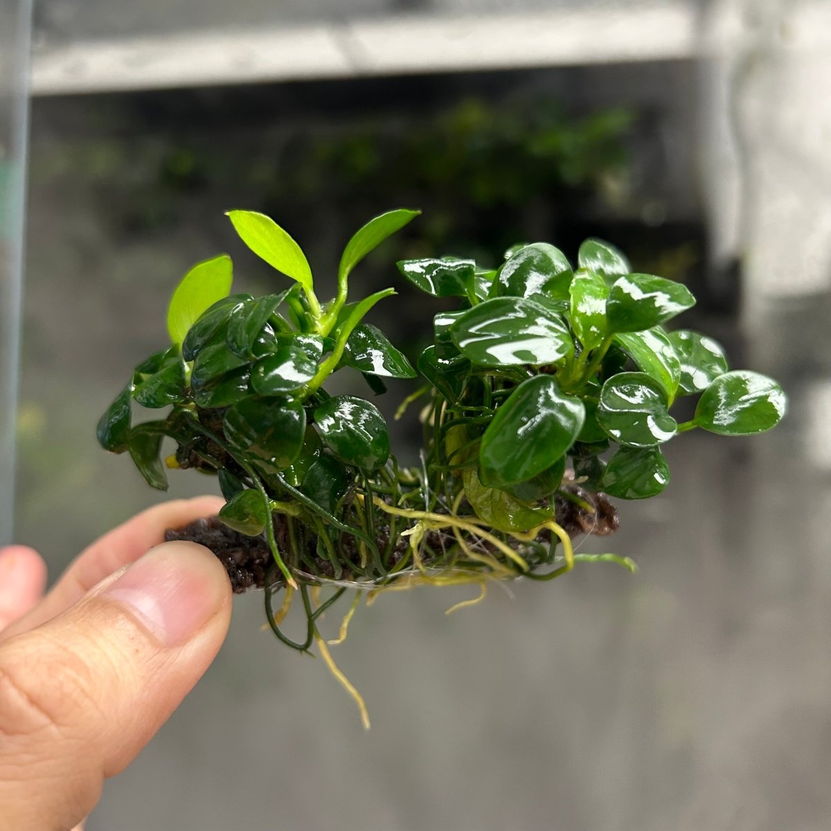 Aquatic Plant Anubias White Nana Petite on Nutripad for Nano Aquariums and Detailed Aquascapes