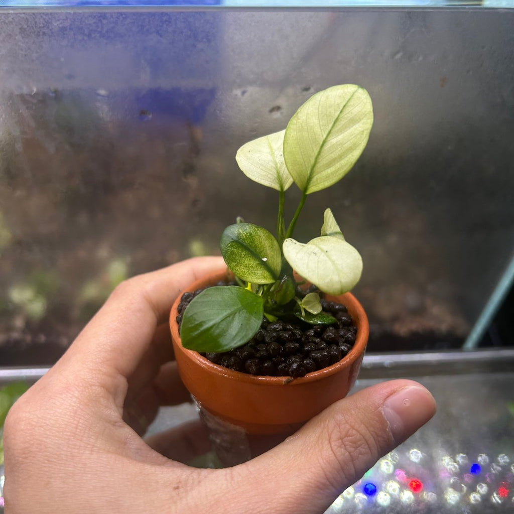 Aquatic Plant Anubias Broad White for Nano Aquariums and Detailed Aquascapes, Low-Light Care