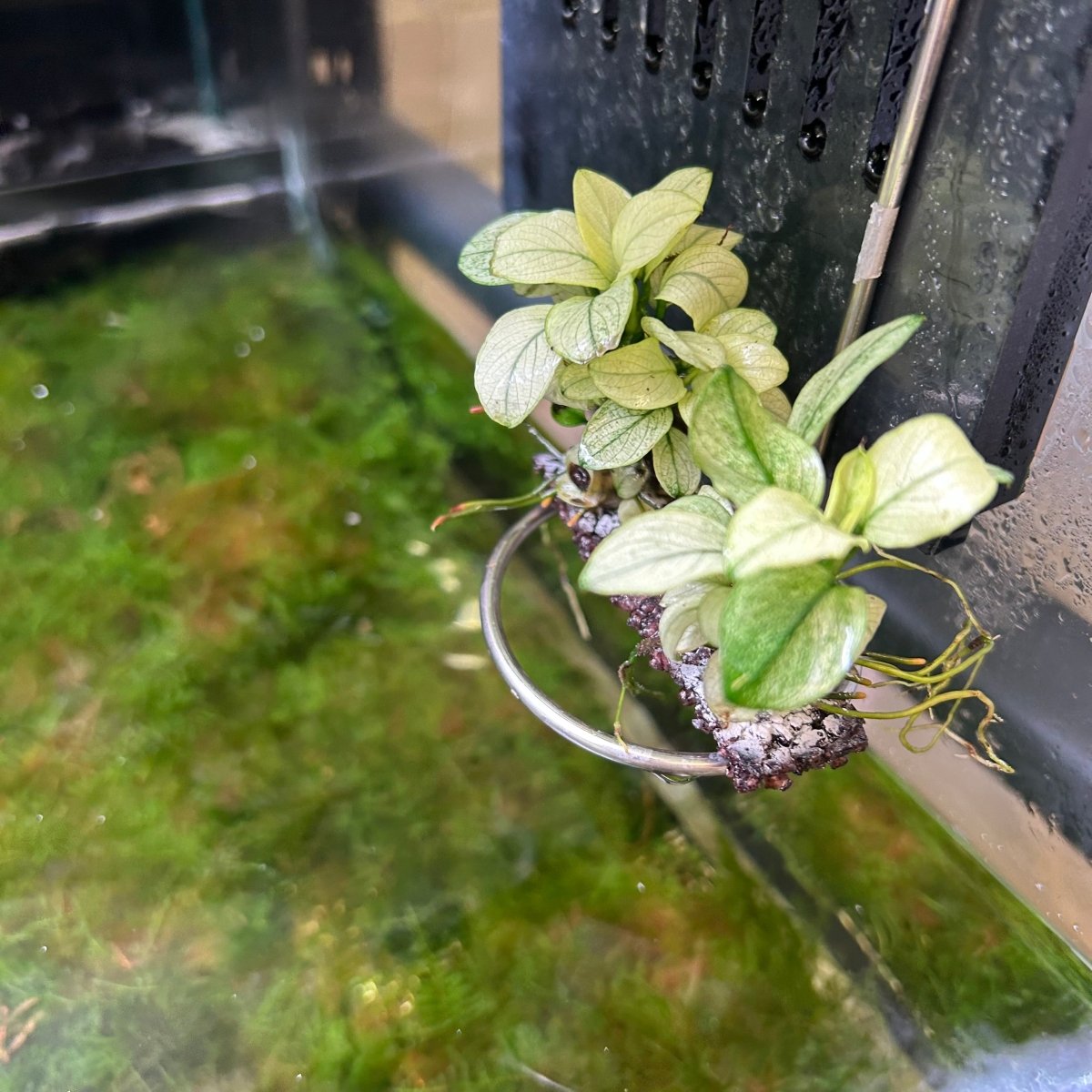 Aquatic Plant Anubias Nana Petite White for Nano Aquariums and Detailed Aquascapes, a Slow-Growing Variegated Accent