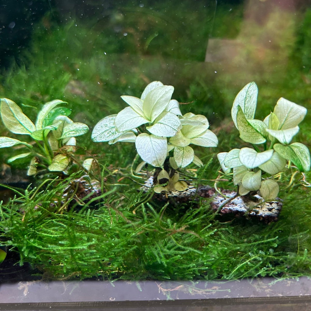 Aquatic Plant Anubias Nana Petite White for Nano Aquariums and Detailed Aquascapes, a Slow-Growing Variegated Accent