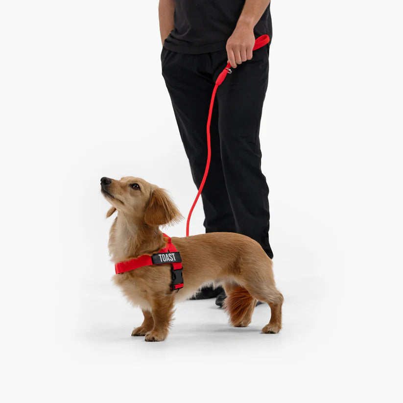 Adjustable Grab-Handle Dog Harness product image 32