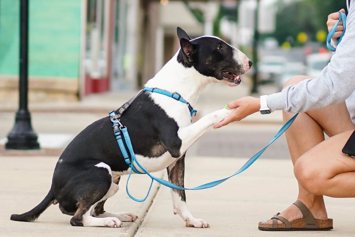 Reflective No-Pull Dog Harness product image 8