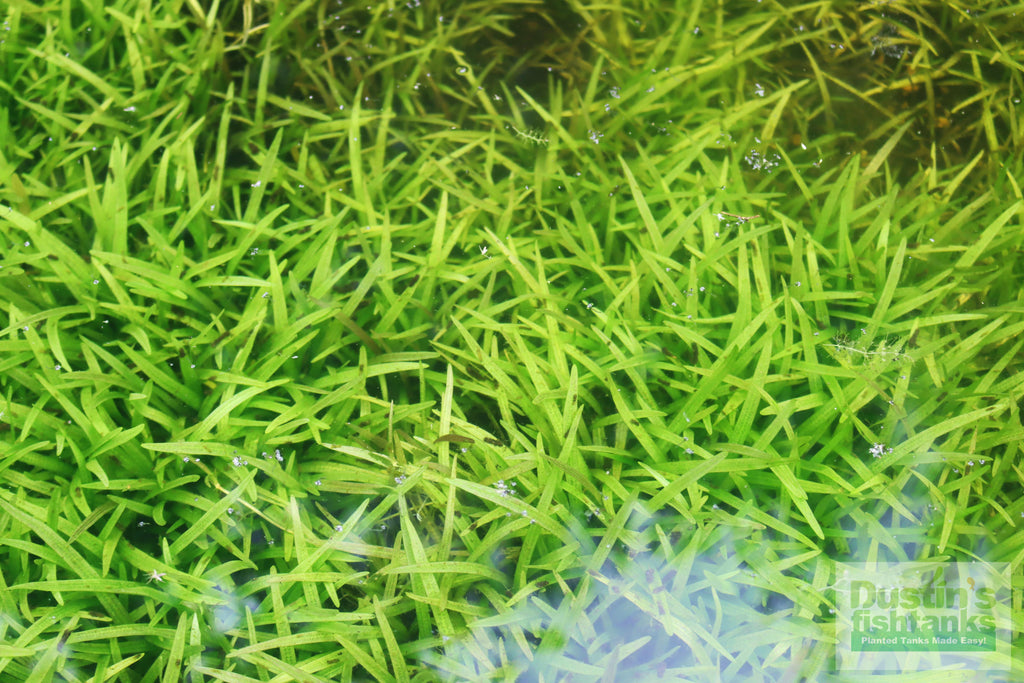 Live Dwarf Sagittaria Aquarium Plant product image 17