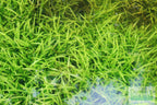 Live Dwarf Sagittaria Aquarium Plant product image 17