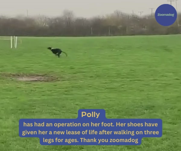 Greyhound and Whippet Dog Boots product image 54