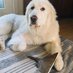 Moose Antler Dog Chew Assortment product image 2
