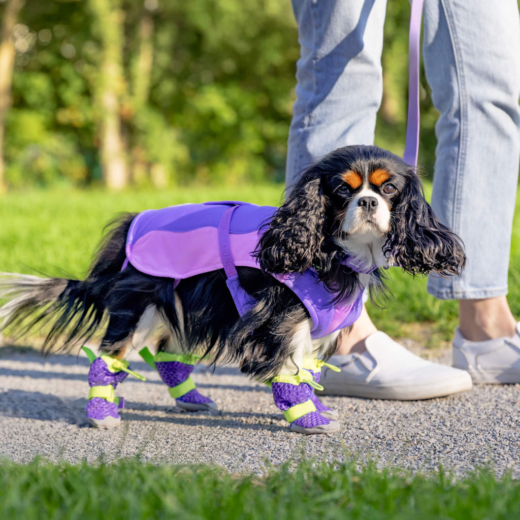 Hot Pavement Dog Boots product image 20