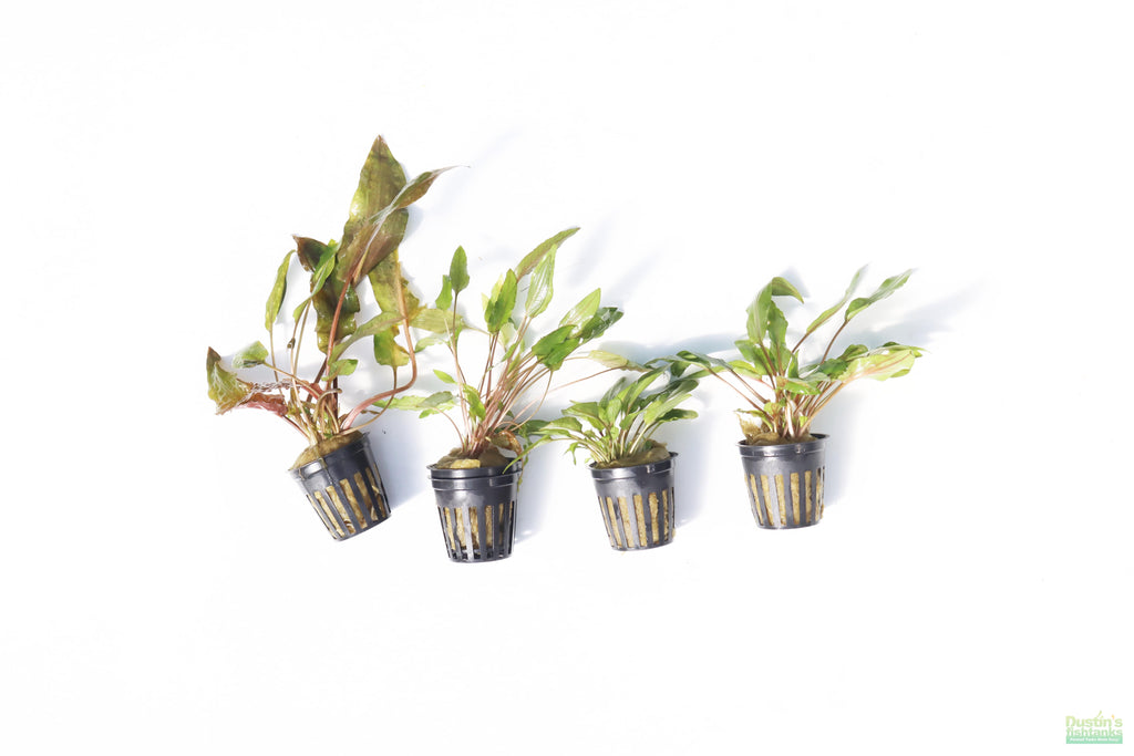 Cryptocoryne Aquarium Plant Pack product image 32