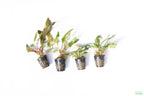 Cryptocoryne Aquarium Plant Pack product image 32