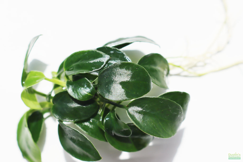 Live Anubias Nana Petite Aquarium Plant product image 26
