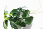 Live Anubias Nana Petite Aquarium Plant product image 26