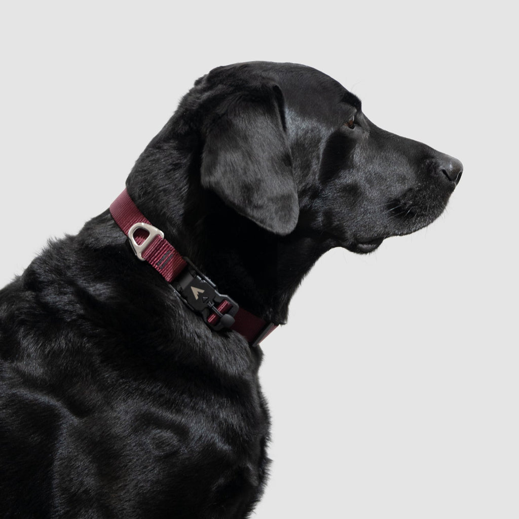 Adjustable Lightweight Dog Collar product image 6