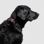 Adjustable Lightweight Dog Collar product image 6