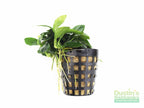 Live Anubias Nana Petite Aquarium Plant product image 43