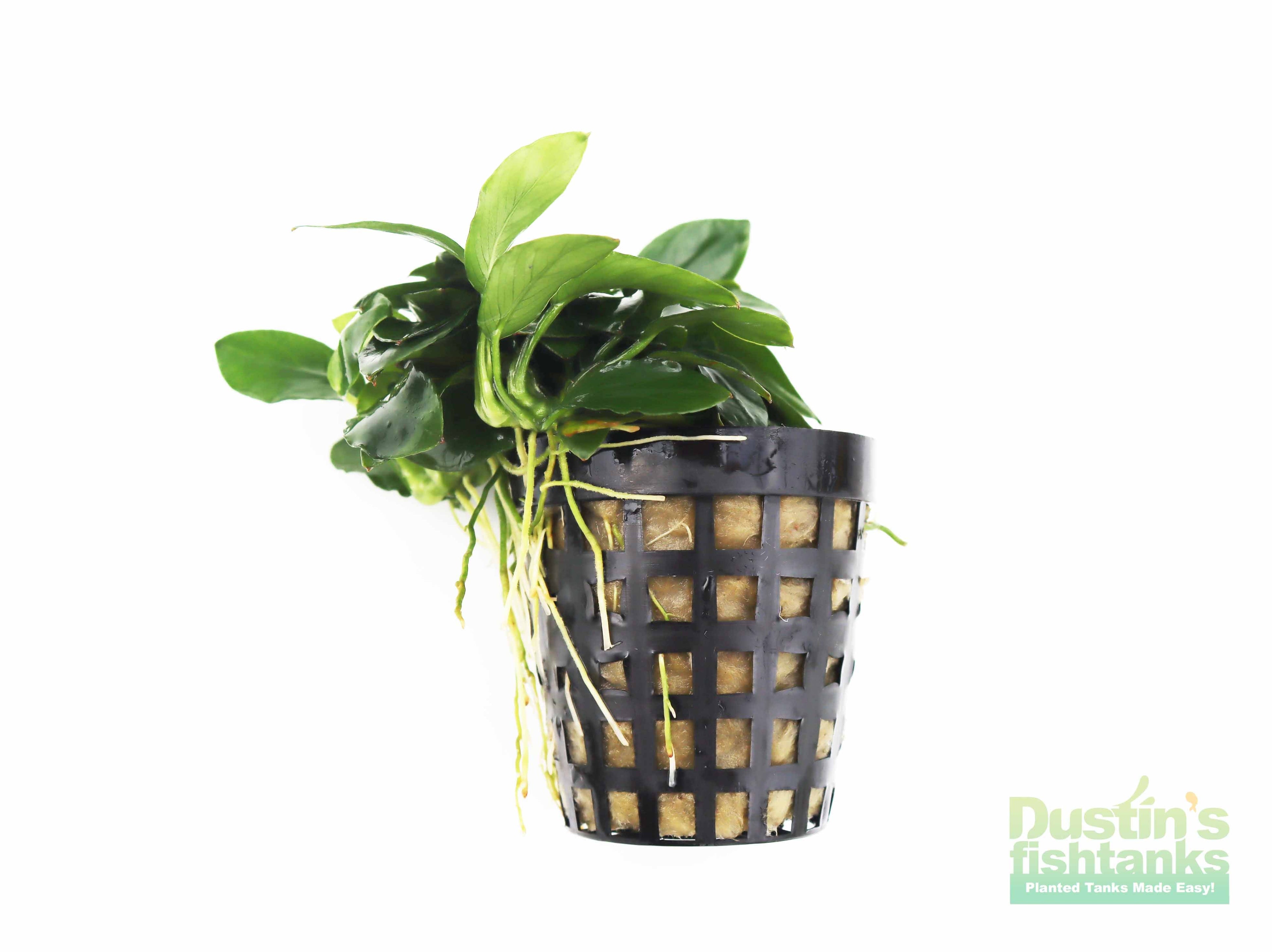 Live Anubias Nana Petite Aquarium Plant product image 43