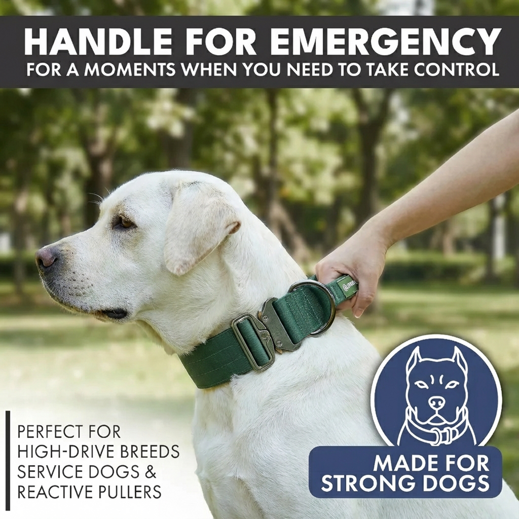 Padded Dog Collar and Leash Set product image 2