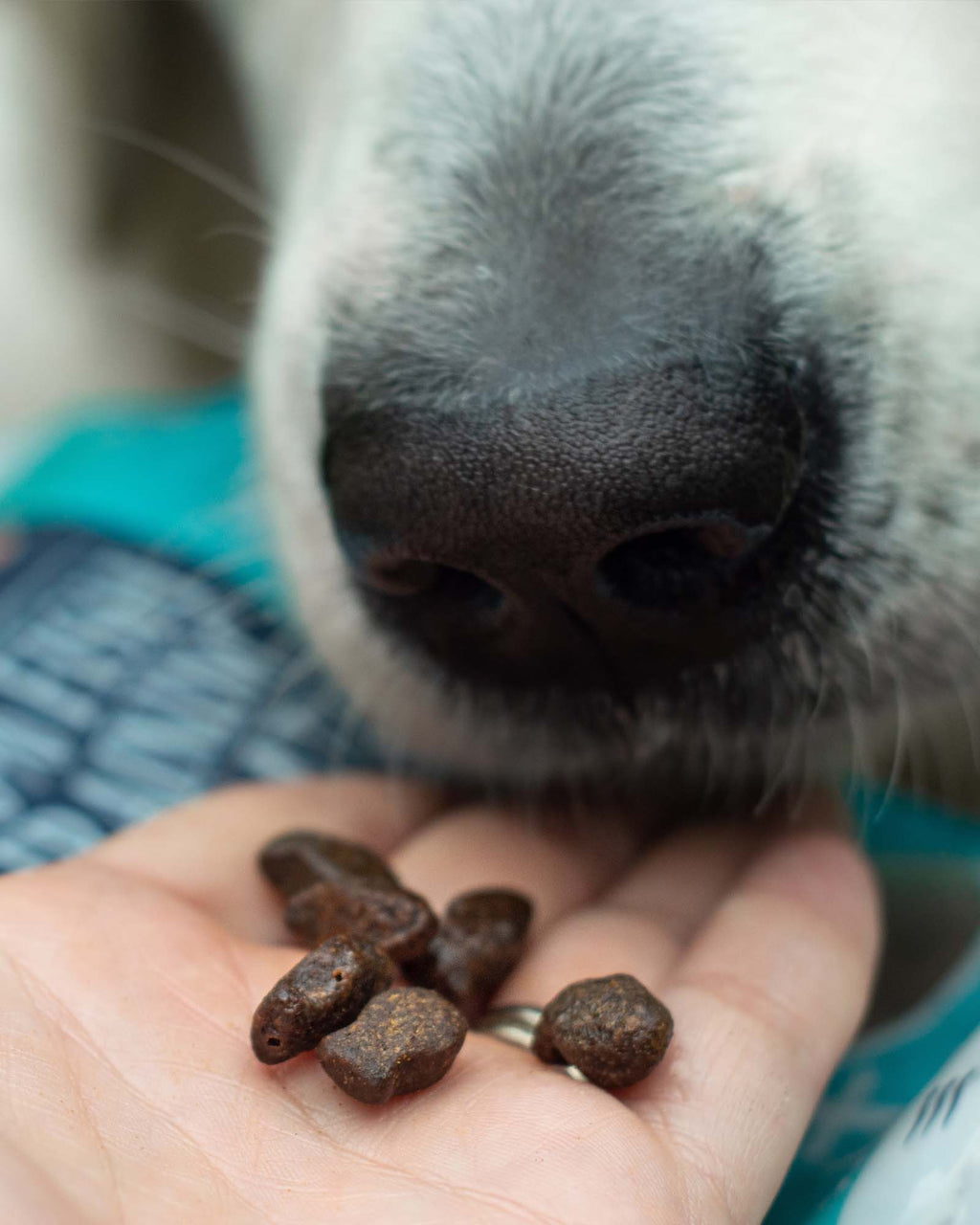 Salmon and Trout Dog Training Treats product image 6