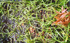 Live Dwarf Sagittaria Aquarium Plant product image 16
