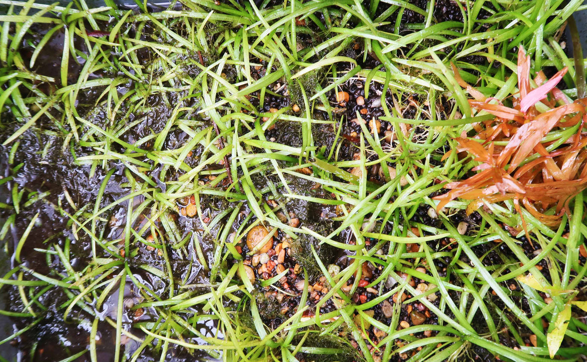 Live Dwarf Sagittaria Aquarium Plant product image 16